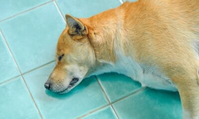 Dogecoin (DOGE) price takes a bow as Shiba Inu Kabosu dies