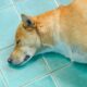 Dogecoin (DOGE) price takes a bow as Shiba Inu Kabosu dies