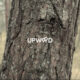 Upwood.io lanza la primera oferta de tokens de seguridad, revolucionando las inversiones en activos forestales