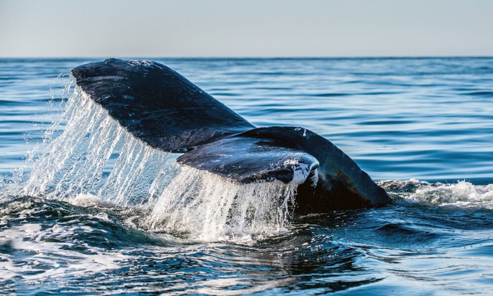 El precio de la curva DAO sube con fuerza debido a la acumulación de nuevas ballenas