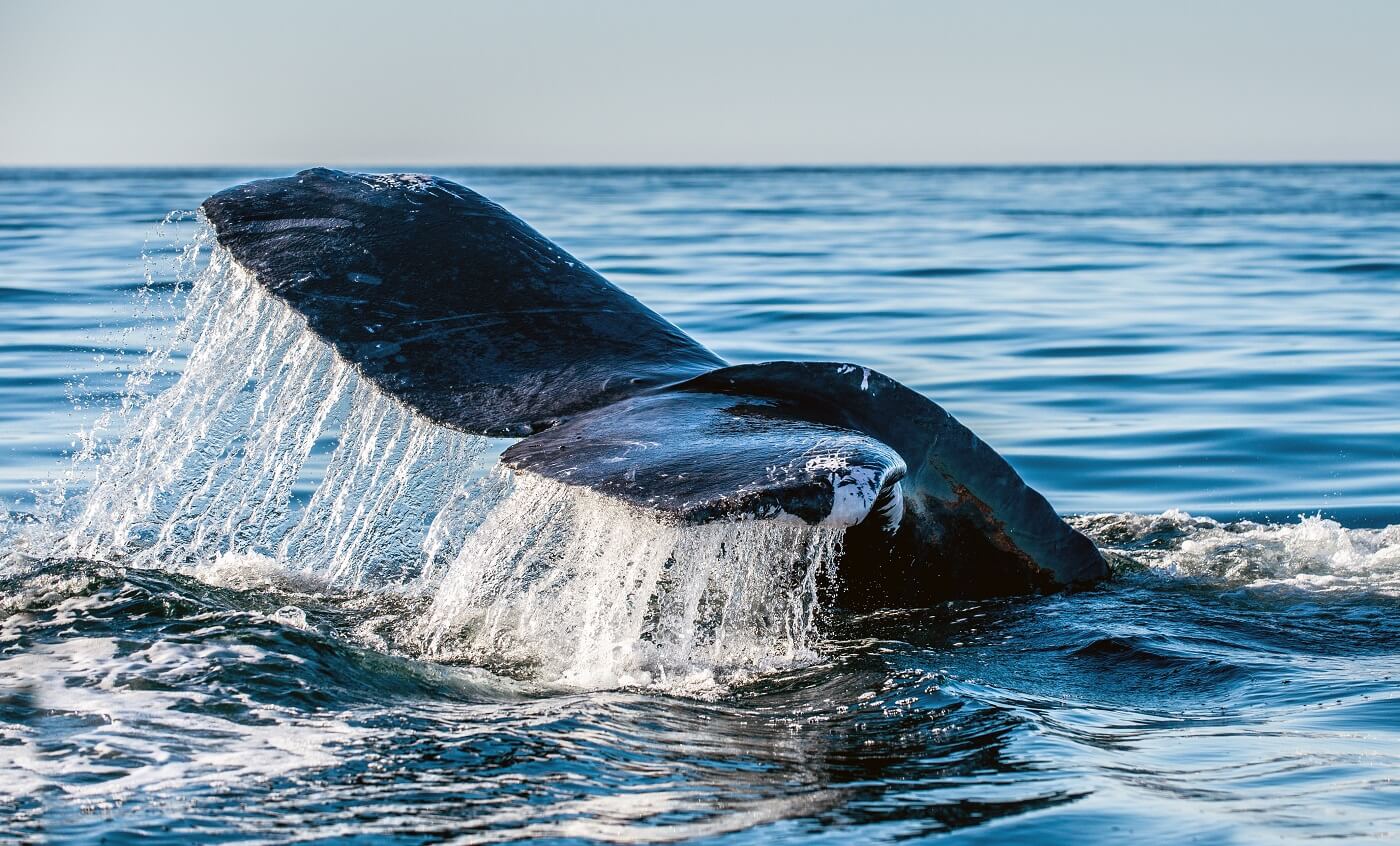 El precio de la curva DAO sube con fuerza debido a la acumulación de nuevas ballenas