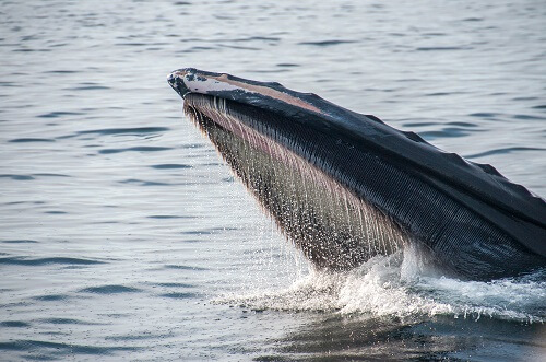 Las ballenas acumulan más Bitcoin después del último retroceso