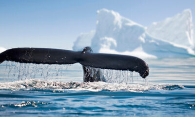 An image of a whale’s tail in the ocean