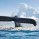 An image of a whale’s tail in the ocean