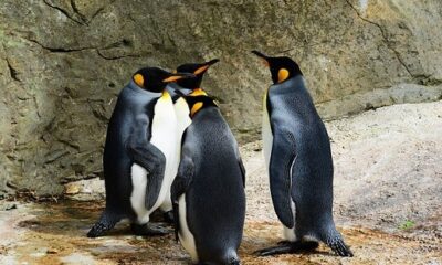 Market volatility rocks Pudgy Penguins’ $1.5B PENGU airdrop on Solana