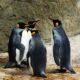 Market volatility rocks Pudgy Penguins’ $1.5B PENGU airdrop on Solana