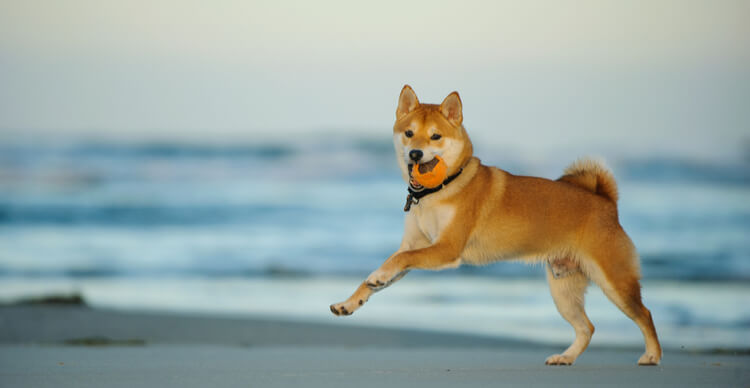 Perspectiva del precio de las criptomonedas: Ripple XRP, Shiba Inu, iDEGEN